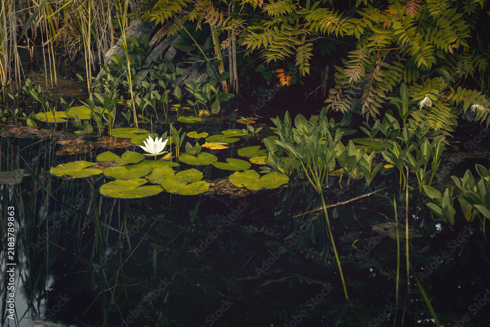 Fototapeta premium Wetland or pond biotope. white water lily (Nymphaea alba) on green pads. Dark reflective water, mirroring the dense surroundings. Lush aquatic vegetation with pontederia (pickerelweed) and ferns
