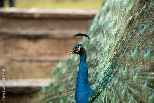 Cuadro en lienzo A male Indian peafowl fans out its magnificent, colorful tail feathers in a courtship display toward a female peahen standing on a grassy lawn in Eswatini