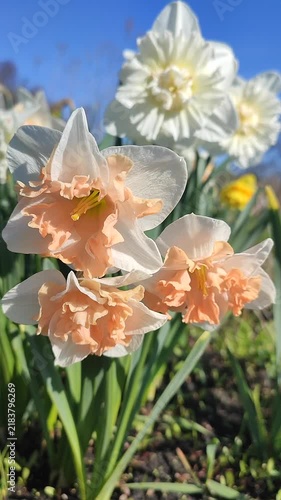 White orange pink blooming daffodils flowers growing in ground on background of green leaves and blue sky on sunny spring day. Flowers narcissus with petals inflorescence. Bulbous perennial Vertical
