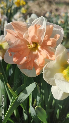 White pink orange blooming daffodils flowers growing in ground on background of green leaves and flowers on sunny spring day. Flowers narcissus with petals inflorescence. Bulbous perennial Vertical