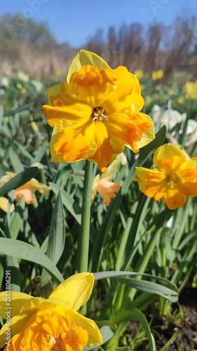 White yellow orange blooming daffodils flowers growing in ground on background of green leaves, grass, flowers, blue sky on sunny spring day. Flowers petals inflorescence. Bulbous perennial Vertical