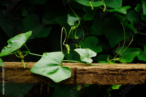Fotografía fresh ivy gourd on the fence