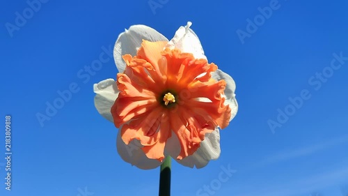 White orange blooming daffodils flowers on background of blue sky on sunny spring day. Blooming narcissus flowers with petals in an inflorescence. Bulbous perennial flowers.