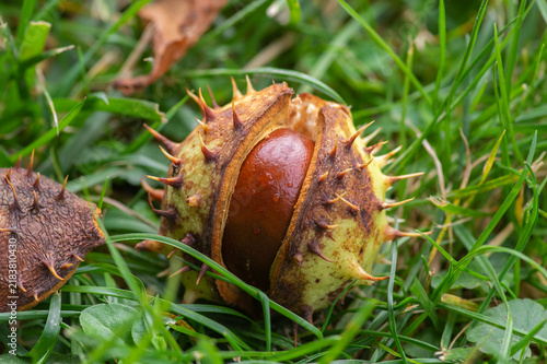 Obraz na płótnie Sweet chestnut Castanea sativa fallen on green grass with open spiny burr reveal
