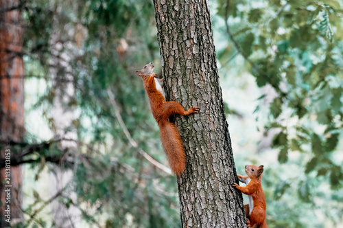 Two red squirrels climb a pine tree trunk in a lush green forest canopy, captured mid-climb with textured bark, natural light and a quiet, curious woodland mood.