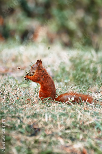 Foto A red squirrel sits in dry grass holding and nibbling a seed pod in a soft autumn park setting