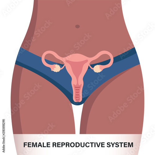 Female Reproductive System Medical Illustration. Not AI