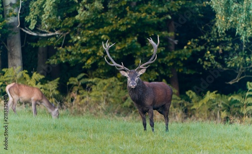 A beautiful european red deer in rutting season. Cervus elaphus.  A majestic red deer stands on a meadow, a doe grazes in the background