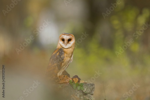 Fotografía A beautiful barn owl in autumn nature