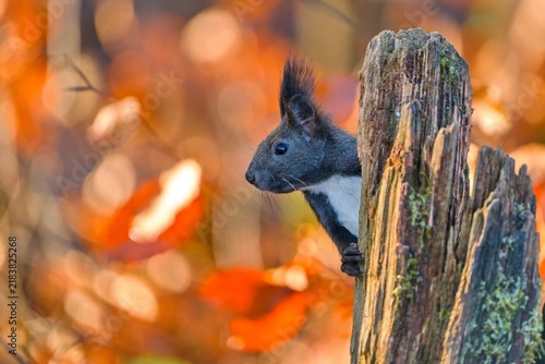 A cute european red squirrel in autumn forest. Wildlife scene with a cute animal.  Sciurus vulgaris. A red squirrel peeks out from behind a stump.