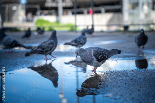 Obraz na plátně Flock of urban pigeons drinking and walking through a rain puddle with reflectio