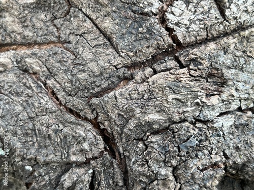 Cuadro en lienzo Rough tree bark texture close up with deep cracks and grooves photo