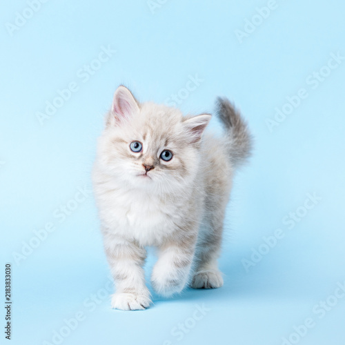 Obraz na plátne Male Neva Masquerade Siberian Kitten Walking With Adorable Head Tilt