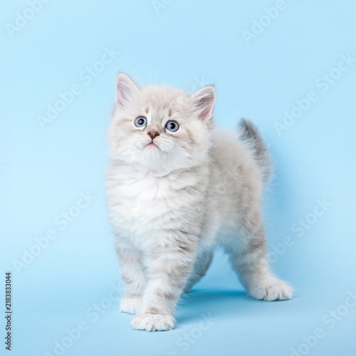Konstfotografi Male Neva Masquerade Siberian Kitten Looking Up on Blue Background