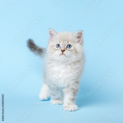 Male Neva Masquerade Siberian Kitten Walking on Blue Background