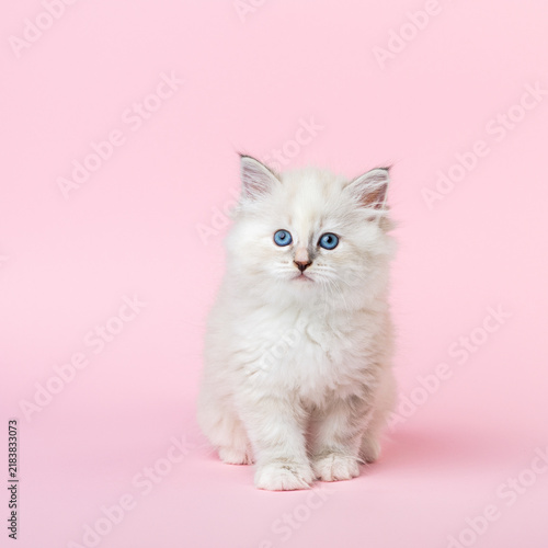 Female Neva Masquerade Siberian Kitten Sitting on Pink Background