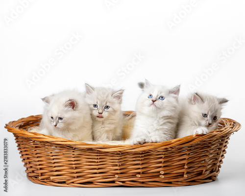 Four Neva Masquerade Siberian Kittens Sitting in Wicker Basket