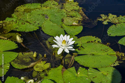 Cuadro en lienzo water lily in the pond