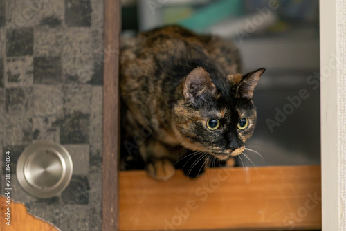 Obraz w ramie サビ猫