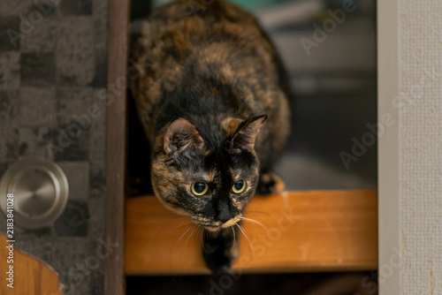 Obraz w ramie サビ猫