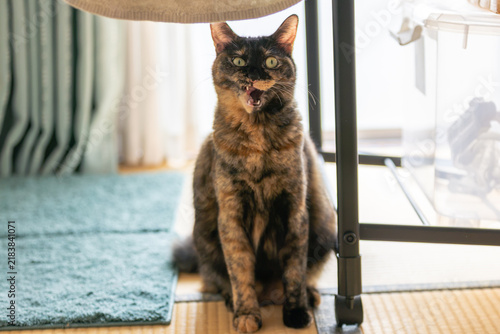 Obraz w ramie サビ猫
