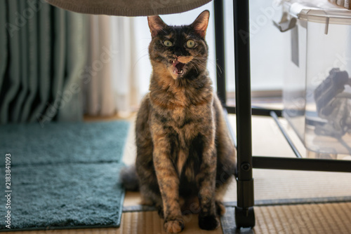 Obraz w ramie サビ猫