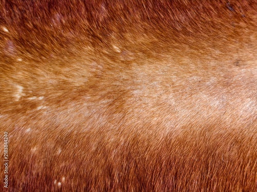 Cuadro en lienzo Full frame background of natural brown animal fur and hair with subtle light highlights