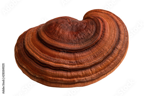 Beautifully detailed reishi mushroom isolated on transparent background for wellness and herbal medicine use