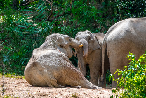 Photography Title: Elephants are large mammals and are the largest land animals