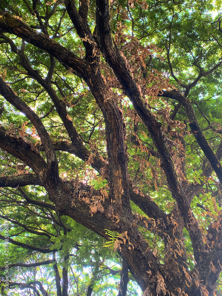 Obraz premium Sunlight filtering through tropical rainforest tree branches and leaves