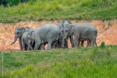 Photography Title: Elephants are large mammals and are the largest land animals
