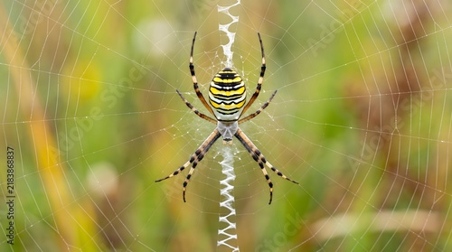 A close up macro shot of a banded garden spider resting on its web in a meadow