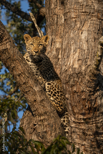 Canvas Print A cute leopard cub sitting up in a tree, Sabi Sand Nature Reserve