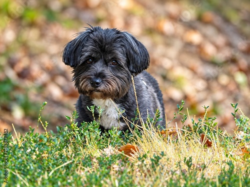 Black bichon puppy walking toward camera through grass