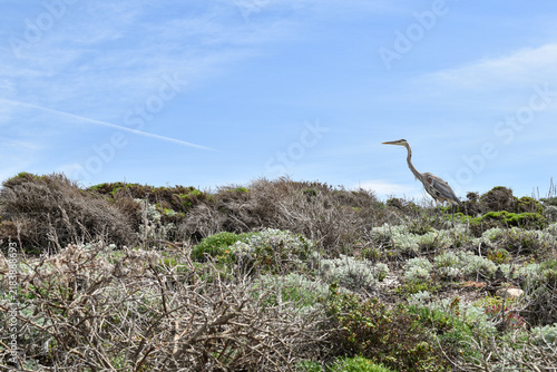 Foto A great blue heron stands alert among low coastal vegetation beneath an expansive blue sky