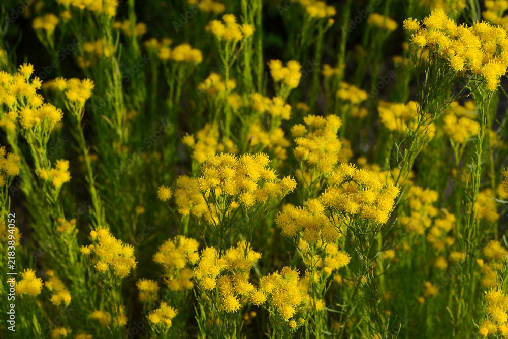 Fototapeta premium Gold-Aster, Galatella linosyris, blühende Pflanzengruppe. Gelbe, doldige traubige Geamtblütenstände