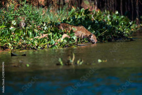 Jaguar (Panthera onca) drinking with its muzzle touching the river water in head down profile while a second jaguar rests behind the foliage in warm side light in the Pantanal of Mato Grosso Brazil