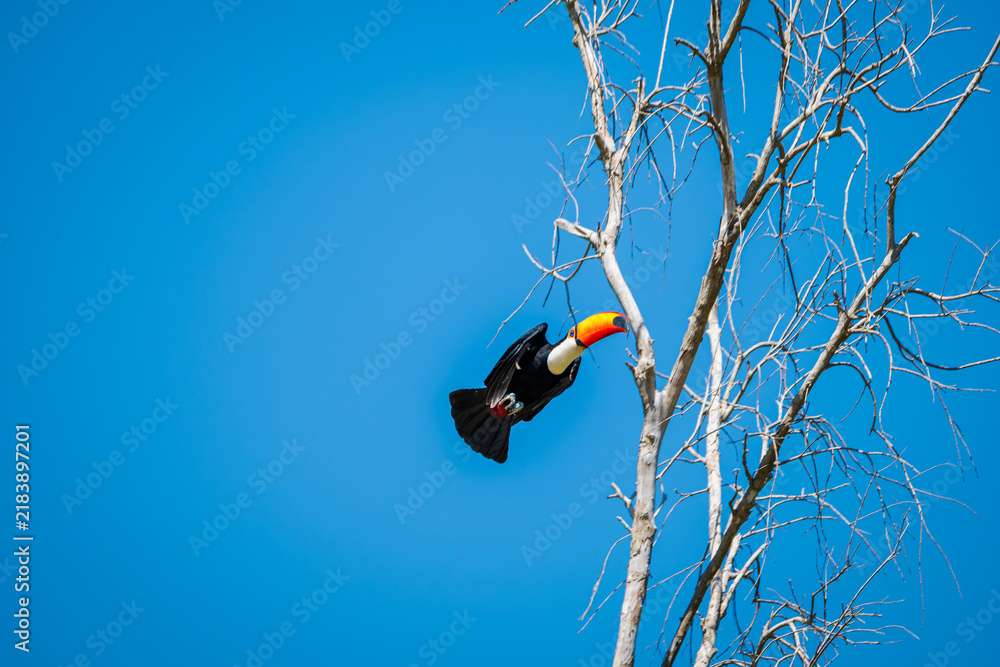 Obraz premium Toco toucan (Ramphastos toco) taking off from a bare tree in flight with wings spread and tail fanned against a deep blue sky with copy space in the Pantanal of Mato Grosso Brazil