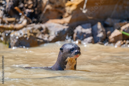 Принти на полотні Giant otter (Pteronura brasiliensis) portrait with head above murky sunlit river