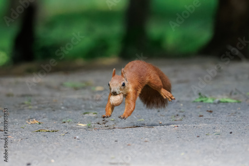 Fotografie A red squirrel (Sciurus vulgaris) holding a walnut in its mouth and running on asphalt toward the camera lens on a cloudy autumn day with copy space