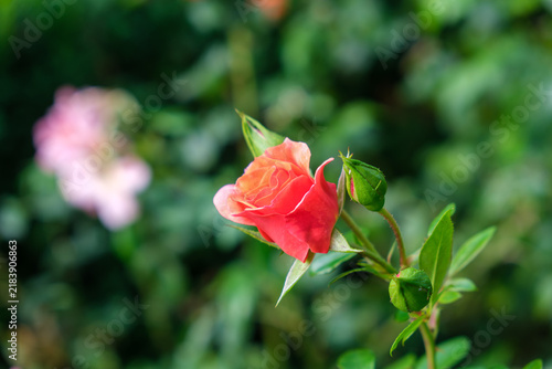 red rose in garden