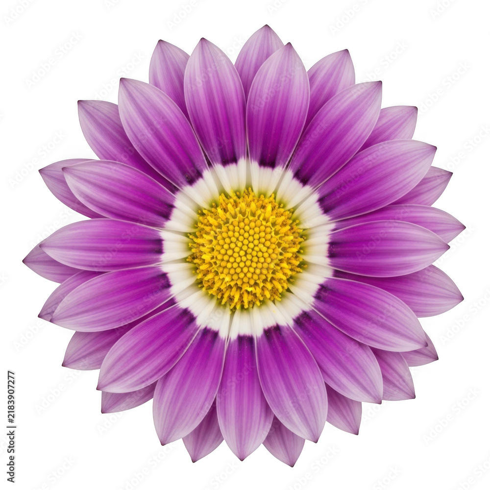 Fototapeta premium A purple flower with a yellow center