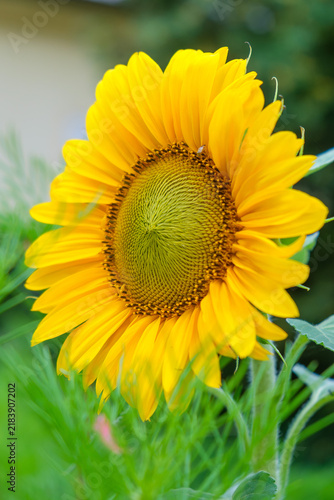 sunflower on a green background