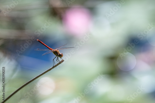 Close-up of red dragonfly on a blade of grass with a blurred background.