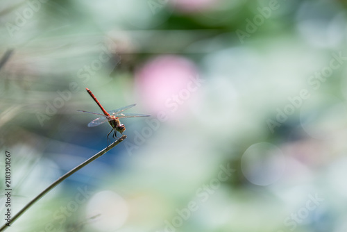 Red dragonfly on a blade of grass with a blurred background.