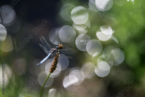Dragonfly (broad-bodied chaser) on grass with bokeh background, close-up