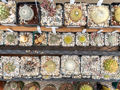 Top View of Potted Cactus and Succulents