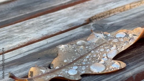 Dew drops on fallen leaf on bench