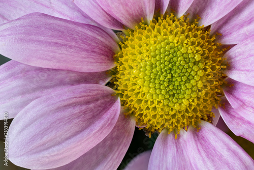 Cuadro en lienzo Close up of purple flower with yellow center