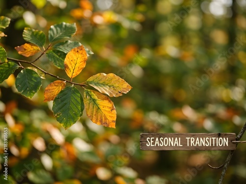 Macro photograph of autumn beech leaves on a branch changing from green to orange with a rustic wooden sign labeled SEASONAL TRANSITION against a blurred forest background.